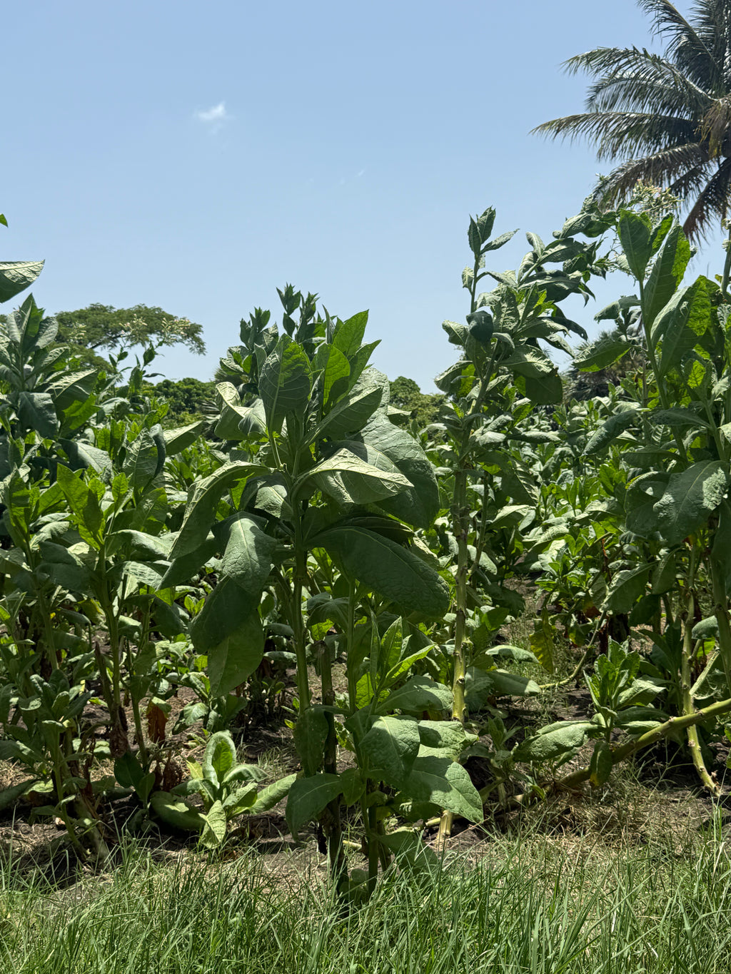 Cigar Trip: Dominican Republic | Feb 11–15, 2027